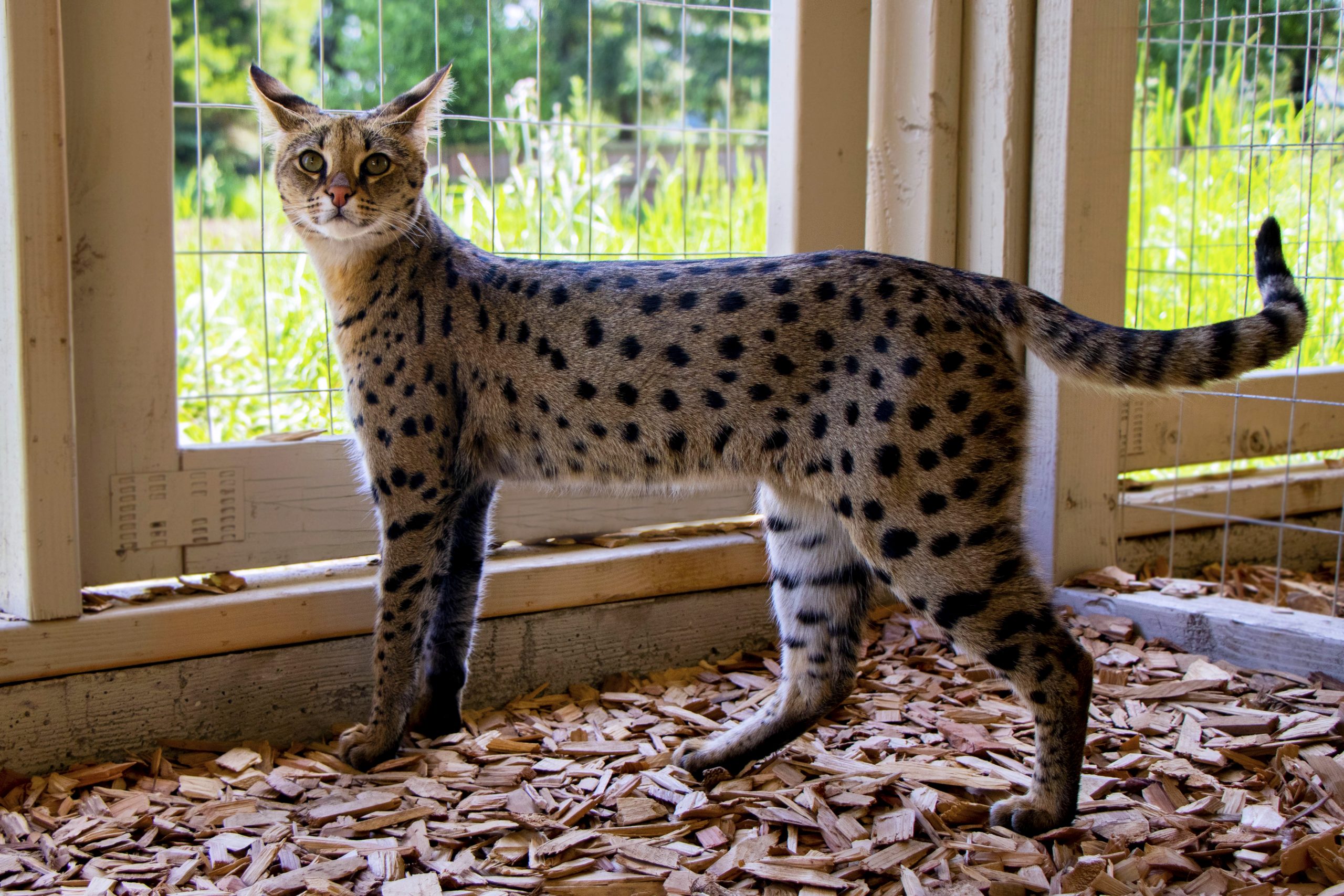 F1 Savannah Cat Silver