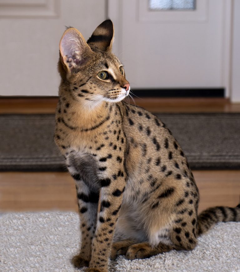african serval mixed with domestic cat